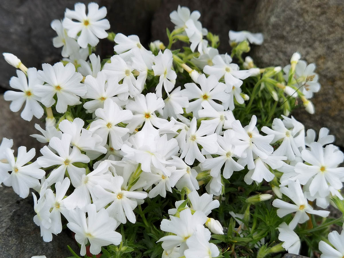 Phlox subulata 'Spring white' photo